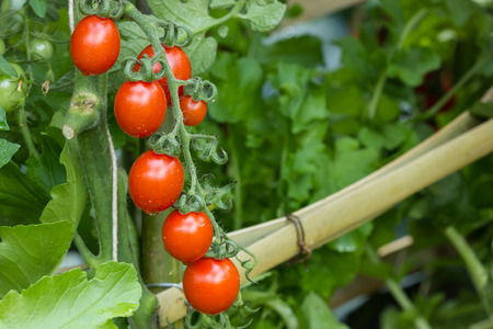 raw tomato, fresh tomatoes on tomato plantの写真素材