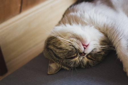 gray cat sleeping on the floor