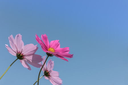 pink cosmos flower on sky backgroundの写真素材