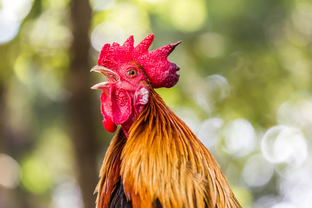 portrait head of cock fightの写真素材