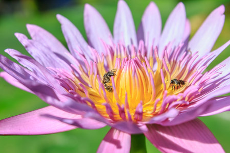 bee on pink lotus