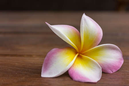 pretty pink frangipani flower, temple flowerの写真素材