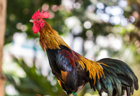 portrait of cock fightの写真素材