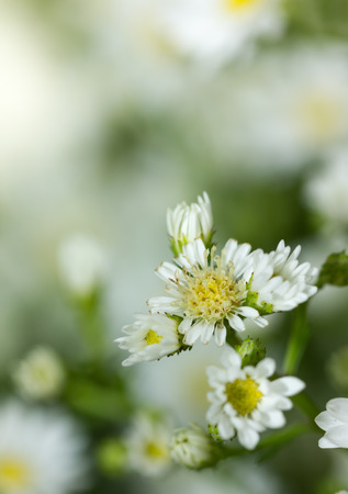 pretty white cutter flower backgroundの写真素材