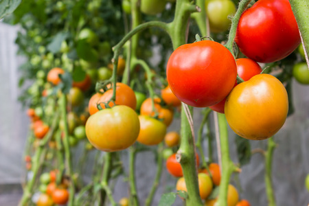 raw tomato, fresh tomatoes on tomato plantの写真素材