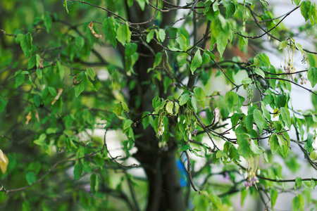 Treegreen