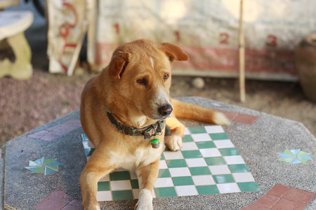 dog aloneの写真素材