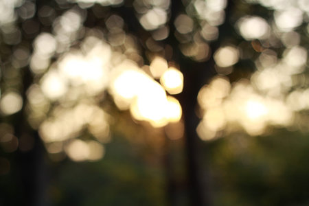 Sun behind the trees  evening