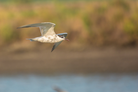 Seagull flying on soft backgroundの写真素材