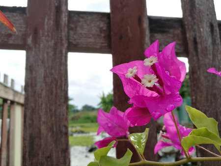 Pink bougainvillea ,paper flower after rain infront of wooden fence