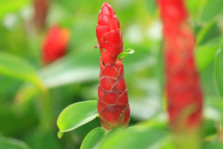 Red Tower plantの写真素材