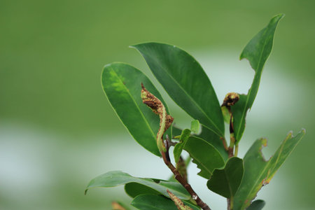 Little plant