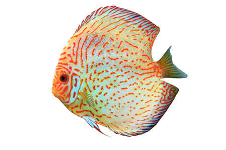 Pompadour fishの写真素材