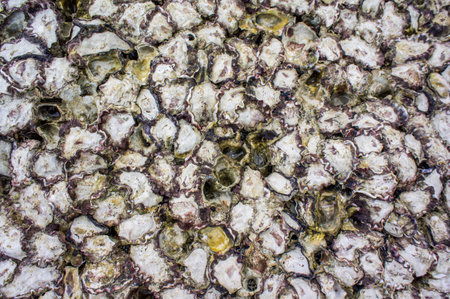 sort shell at koh larn Pattaya, Chon buri 
