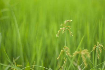 grass flowers on green Rice fieldsの写真素材