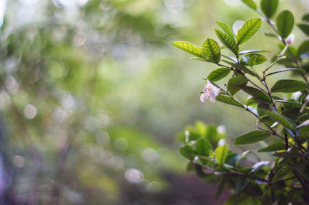 White flower on bokeh backgroundの写真素材