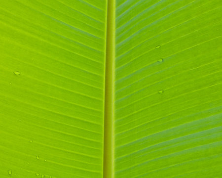 Banana leaves