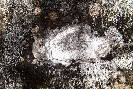 Abstract background texture with mossの写真素材