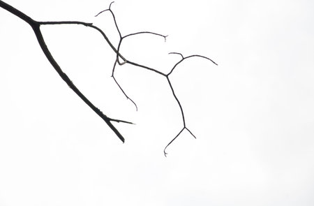 Dry branches isolated on white background