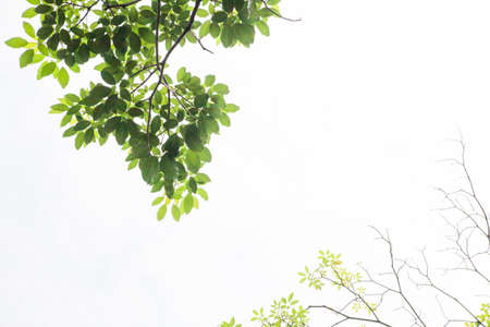 green leaf isolated on white backgroundの写真素材