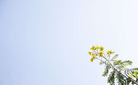 Yellow flowers for backgroundの写真素材