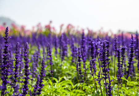  flowers garden at jim thomson farm in Nakhon Ratchasima Thailandの写真素材