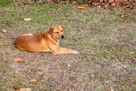 Thai dog relaxingの写真素材