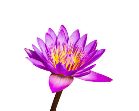 Beautiful pink lotus flower isolated on white backgroundの写真素材