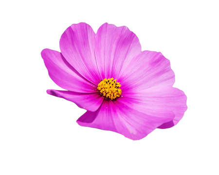 Beautiful pink cosmos flower isolated on white backgroundの写真素材