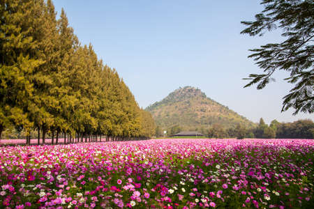 Cosmos flowers garden at jim thomson farm in Nakhon Ratchasima Thailandの写真素材
