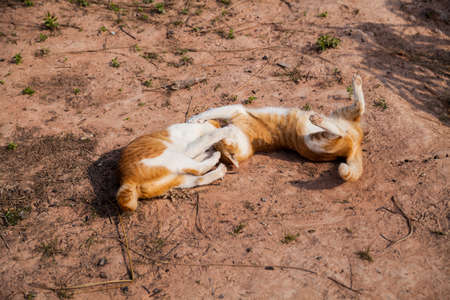 Thai cat are fightingの写真素材