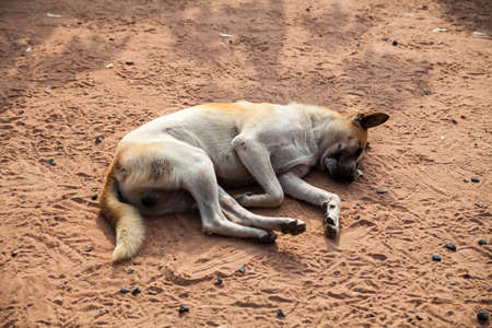 Thai dog relaxingの写真素材