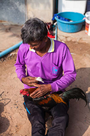 Surin, Thailand - December 29 : A man cleaning a Thai gamecock on December 29, 2013 in Surin, Thailandのeditorial素材