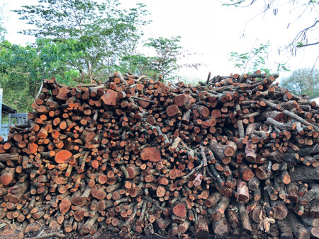 Pile of firewood in the forest, Thailand. Natural background.の写真素材