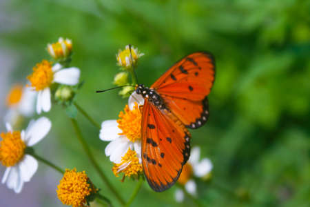 butterfly with flowerの写真素材