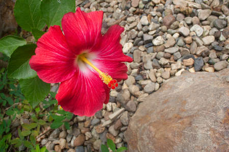 red flowerの写真素材