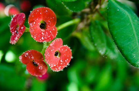 red orange flowerの写真素材