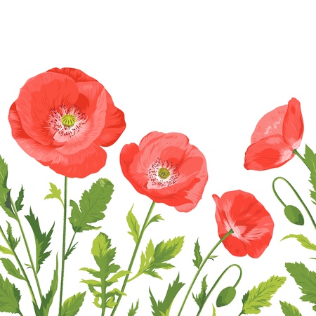 beautiful poppies bouquet のイラスト素材