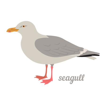 Colorful illustration of seagull. Vector bird icon. Isolated on white background. Flat design.のイラスト素材