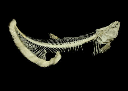 Fish boneの写真素材