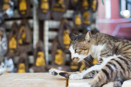 looking catの写真素材