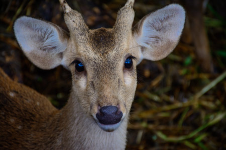 deer in the zoo, myanmar, 28-may-2017
