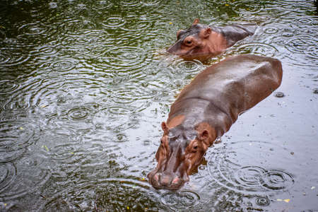 hippopotamus in the zoo, myanmar, 28-may-2017の写真素材