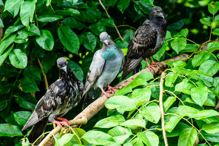 pigeon on the tree, close up shooting, June-2017の写真素材
