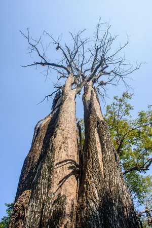 photo of dry tree with blue skyの写真素材