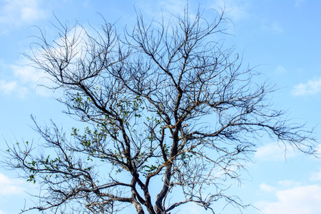 photo of tree without leaf, with blue sky