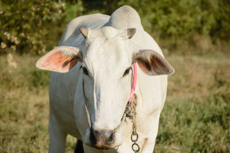 closeup photo of white cowの写真素材