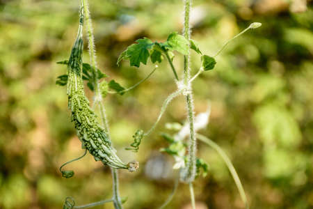 photo of small bitter gourdの写真素材