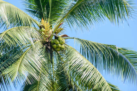 photo of coconuts and coconut treeの写真素材
