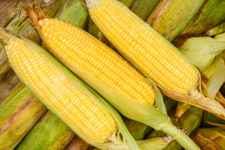 closeup photo of fresh cornの写真素材